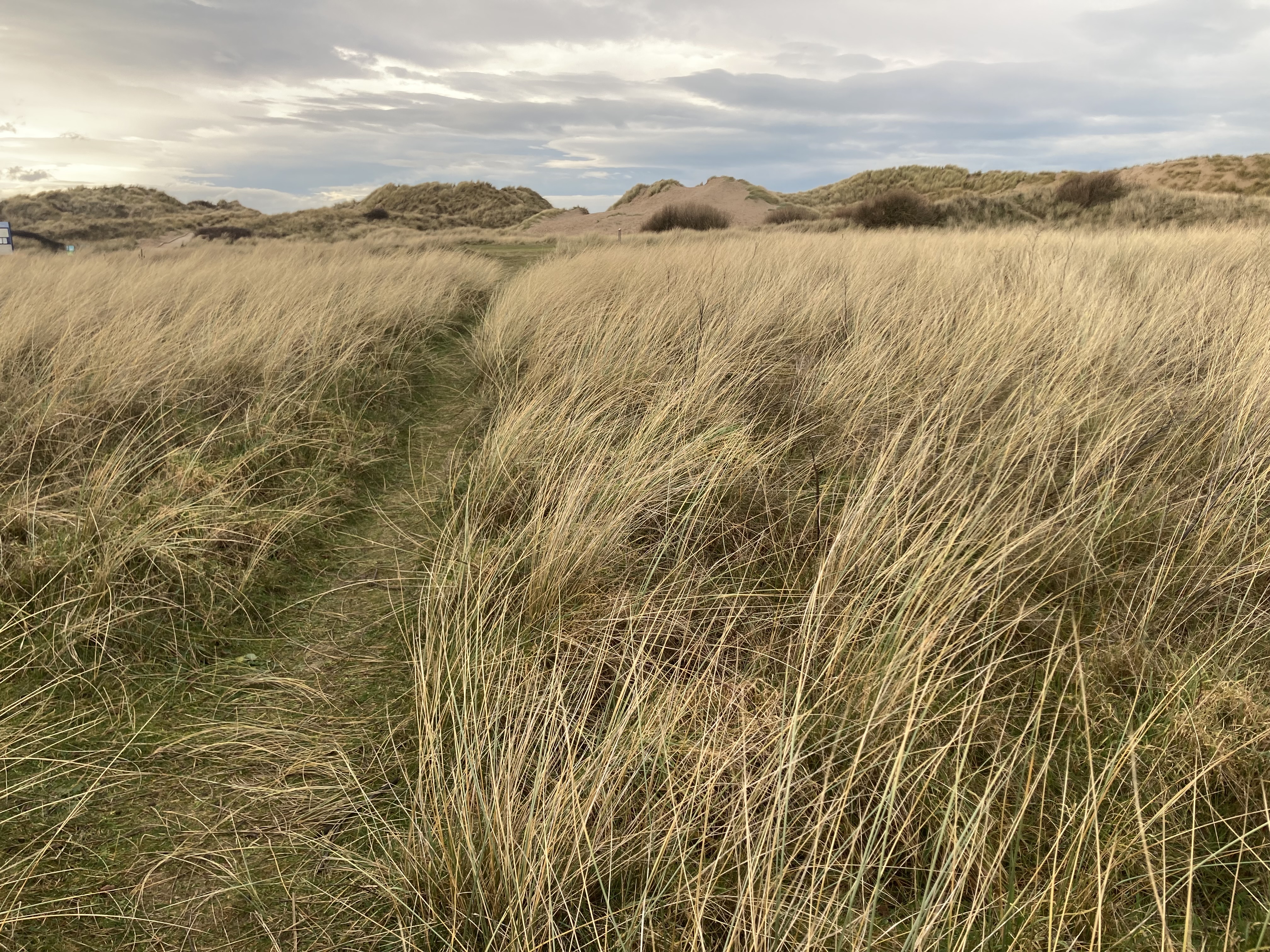 View of grasslands at Formby