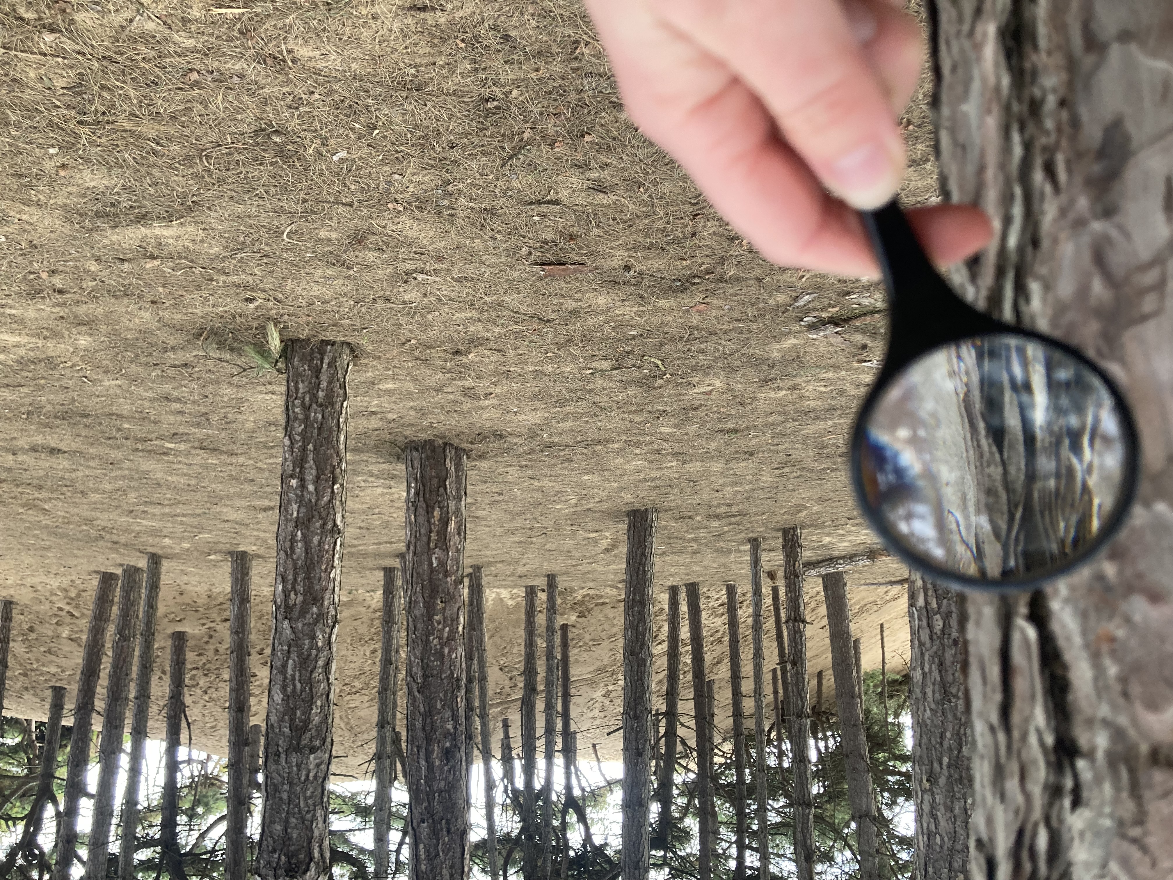 Using a mgnifying glass in a woodland area