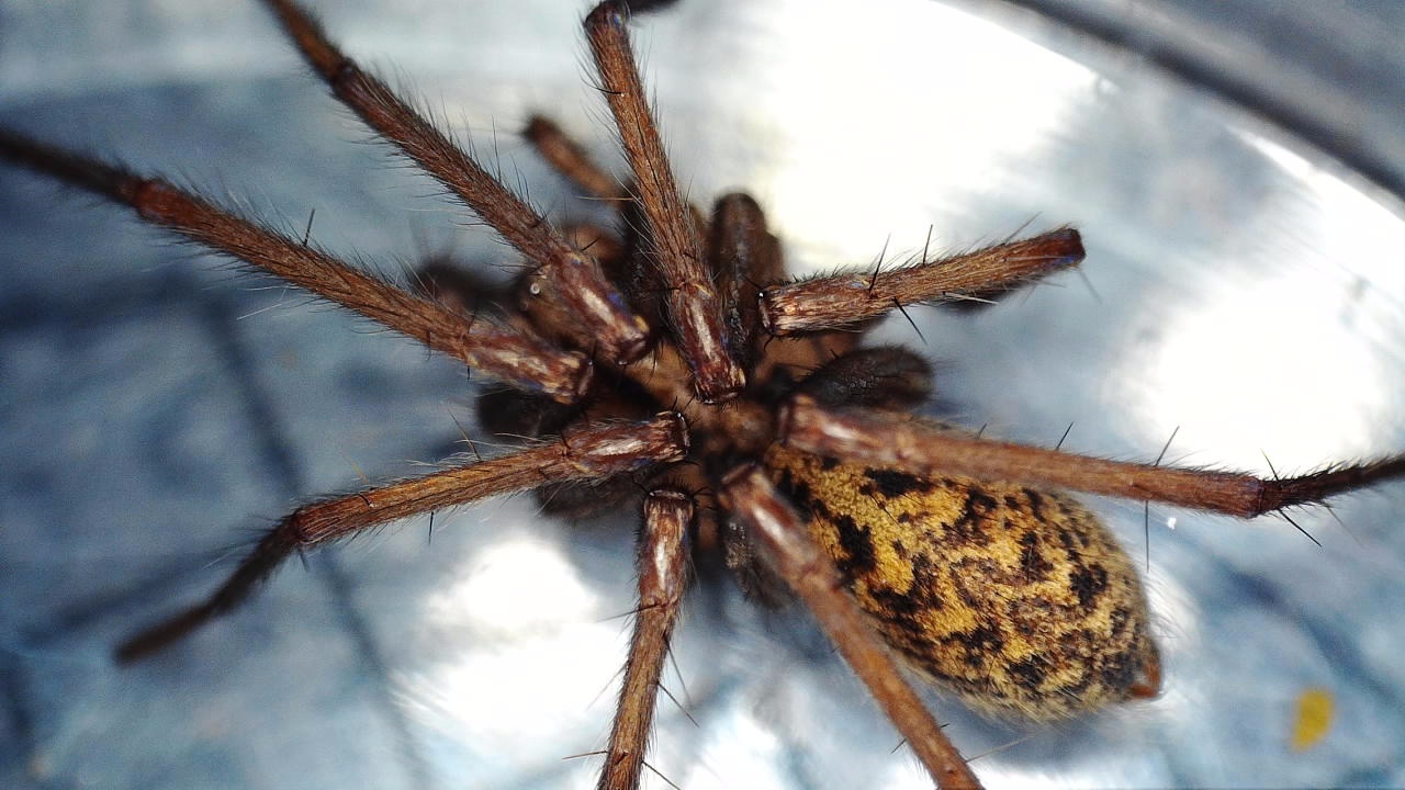 See the microscope through your whiteboard!