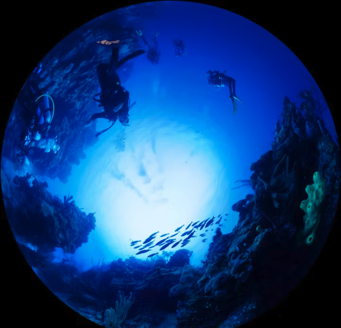 Reef-1