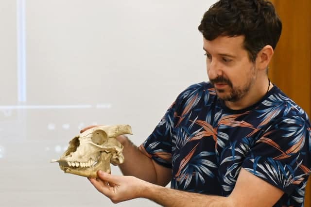 skull