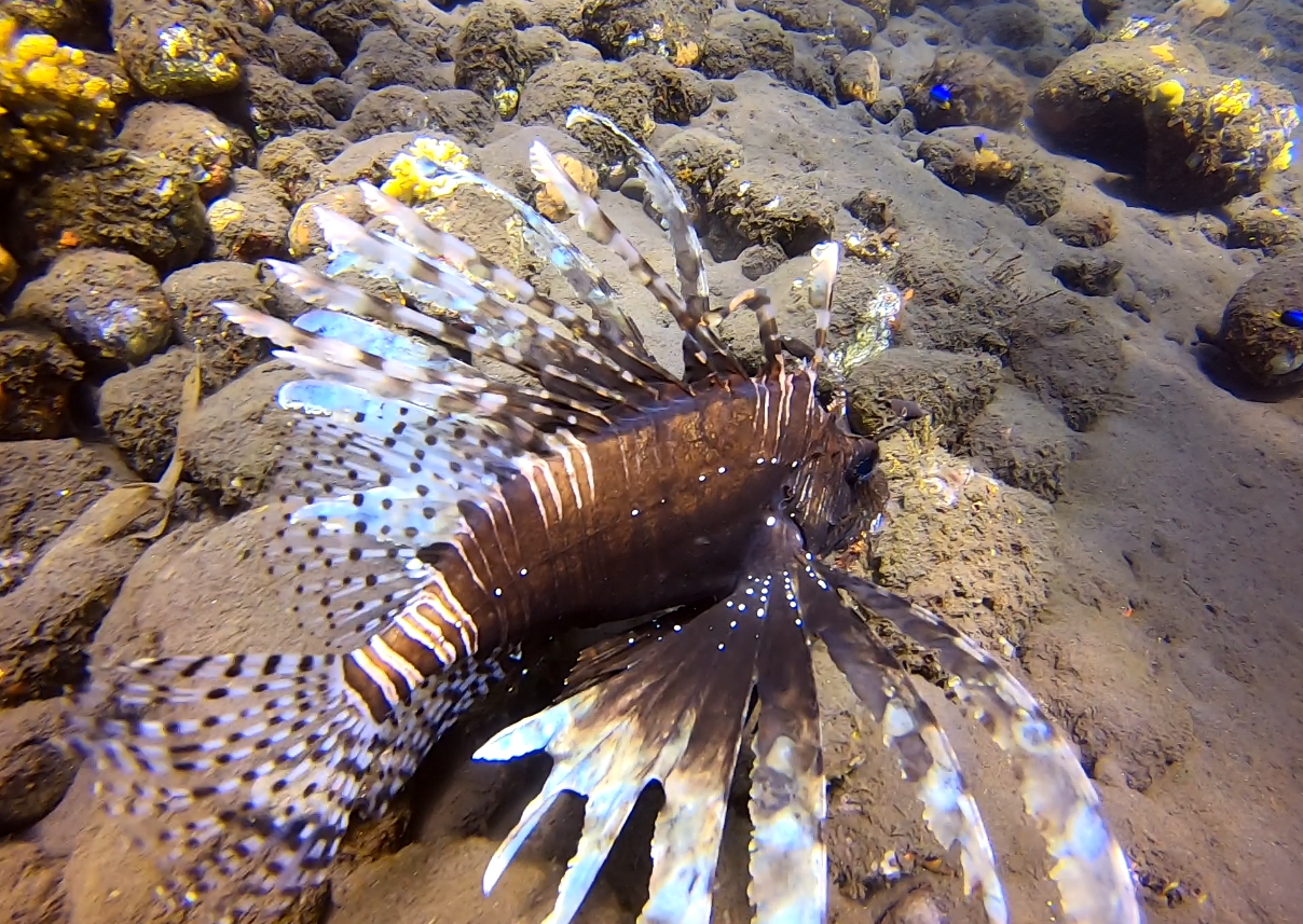 Lionfish - deadly but beautiful, native in the reefs of Indonesia but an emerging problem in the Caribbean