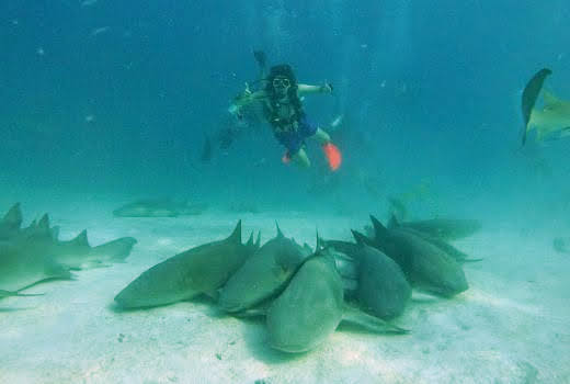 Student posing with sharks underwater in the Maldives on a Think Outside The Classroom Scuba Diving school trip