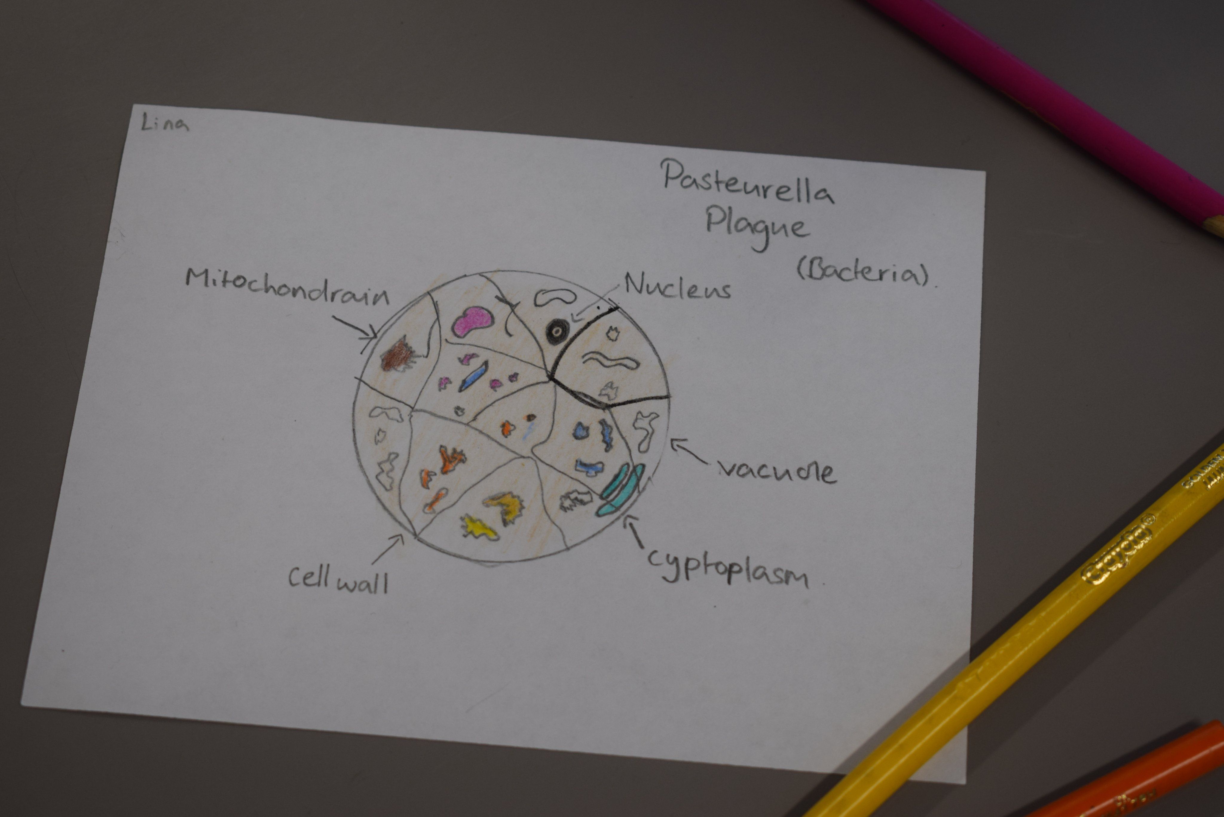 Student Drawing of a Plant Cell