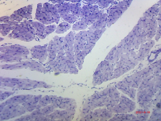 Dog skeletal cells under a microscope